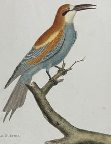 Martinet, Folio - Bee Eater. 6