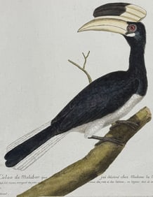 Martinet, Folio - Hornbill. 21