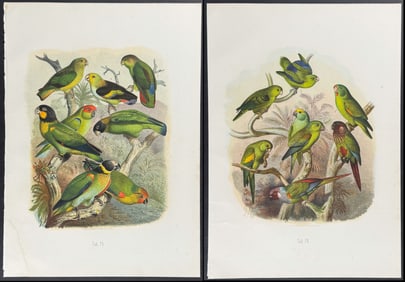 Reichenow - 3 Parrot Prints