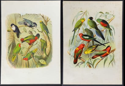 Reichenow - Pair of Parrot Prints