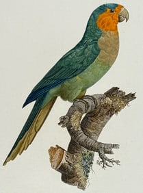 Barraband - Parrot. 34