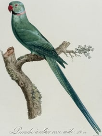 Barraband - Parrot. 22