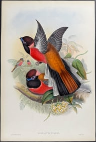 Gould - Diard's Trogon