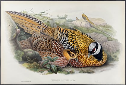 Gould - Reeves's Pheasant