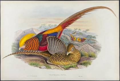 Gould - Golden Pheasant