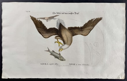 Seligmann after Catesby - White headed or Bald Eagle. 2