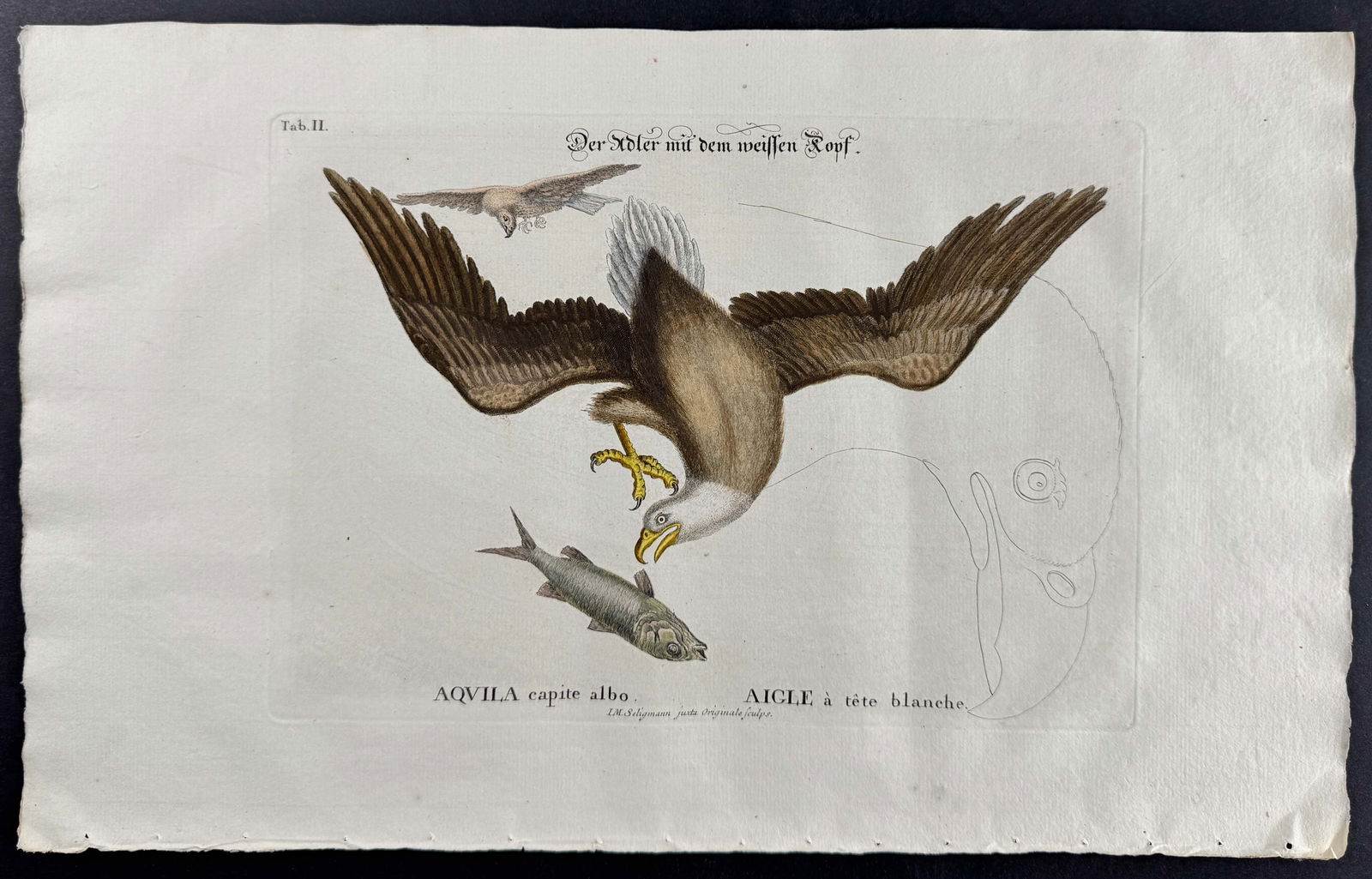 Seligmann after Catesby - White headed or Bald Eagle. 2: Johann Seligmann created this wonderful folio work featuring the art of both George Edwards and Mark Catesby. Entitled Sammlung verschiedener auslandischer und seltener Vogel, the rare work features b