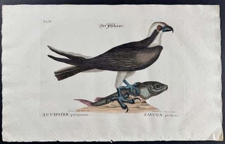 Seligmann after Catesby - Osprey or Fishing Hawk. 4