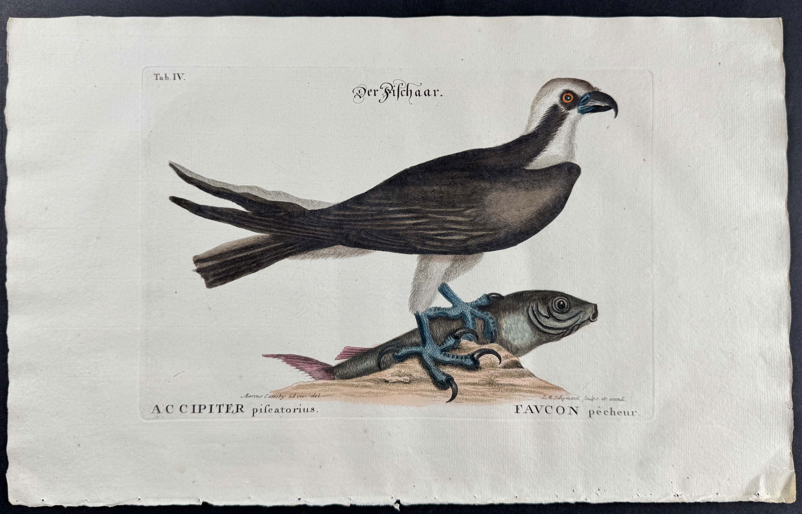 Seligmann after Catesby - Osprey or Fishing Hawk. 4: Johann Seligmann created this wonderful folio work featuring the art of both George Edwards and Mark Catesby. Entitled Sammlung verschiedener auslandischer und seltener Vogel, the rare work features b