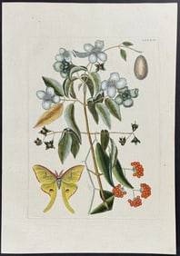 Catesby - Luna Moth with Mock Orange & Smilax. 84