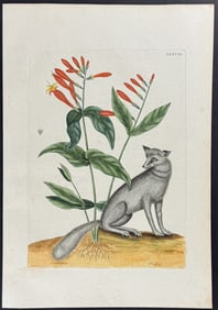 Catesby - Grey Fox with Indian Pink. 78