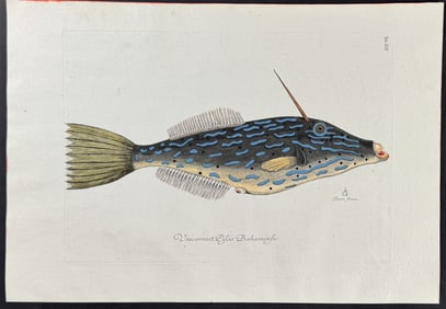 Catesby - Bahama Unicorn Fish. 19