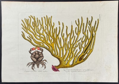 Catesby - Red Claw Crab with Gorgonian. 37