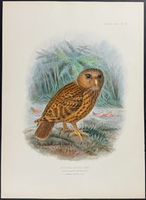 Buller, New Zealand - Rufous-Faced Owl