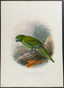 Buller, New Zealand - Antipodes Island Parrakeet