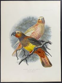 Buller, New Zealand - Banded Kaka