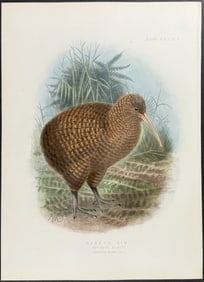 Buller, New Zealand - Haast's Kiwi