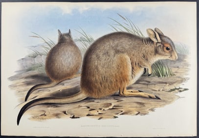 Gould, Australia - Rufous Hare-Kangaroo