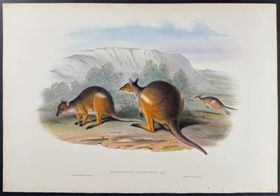 Gould, Australia - Branded Wallaby