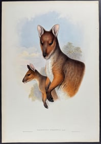 Gould, Australia - Branded Wallaby or Red-legged Pademelon