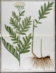 Original Watercolor of Chysanthemum macrophyllum after Ledel for Kitai (according to Linnaeus