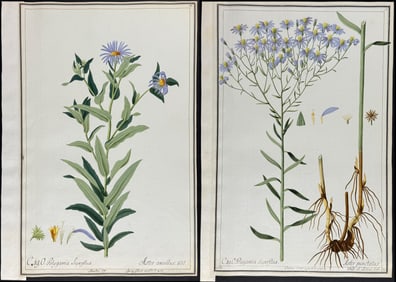Four Original Watercolors of Aster after Ledel & Nebl for Jacquin, Blackwell, Muller, & Cavendish