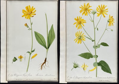 Four Original Watercolors of Arnica & Leopard's Bane (Doronicum) after Ledel for Jacquin, Blackwell,