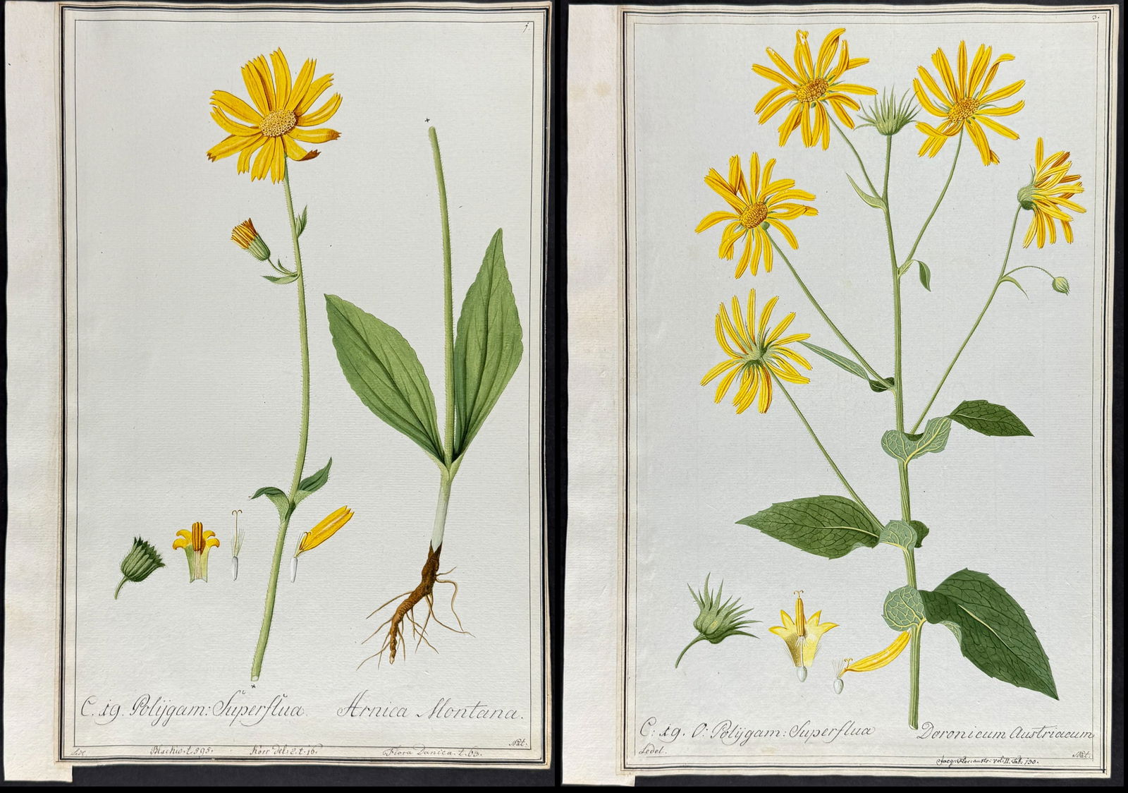 Four Original Watercolors of Arnica & Leopard's Bane (Doronicum) after Ledel for Jacquin, Blackwell, (1 of 5)