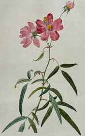 Redoute, Folio - Rose - Rosa longifolia