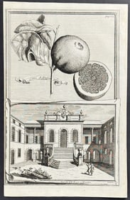 Volckamer - Lime - Lima di spagna acida. 164