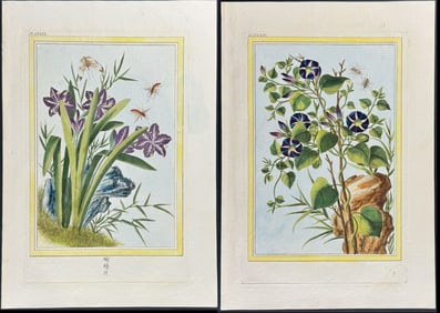 Buchoz - 4 Engravings with Flowers & Insects