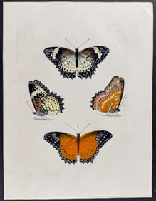 Drury -  Butterflies. 4