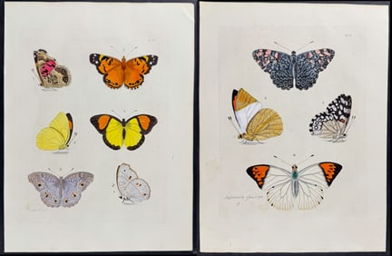 Drury - Pair of Butterfly Engravings