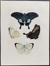 Drury -  Butterflies. 12