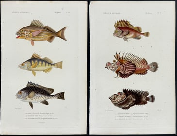 Cuvier - 5 Fish Engravings