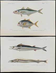 Cuvier - 3 Fish & Eel Engravings