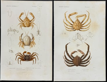 Cuvier - 5 Crab Engravings