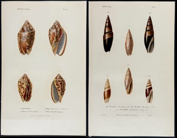 Kiener - 5 Shell Engravings