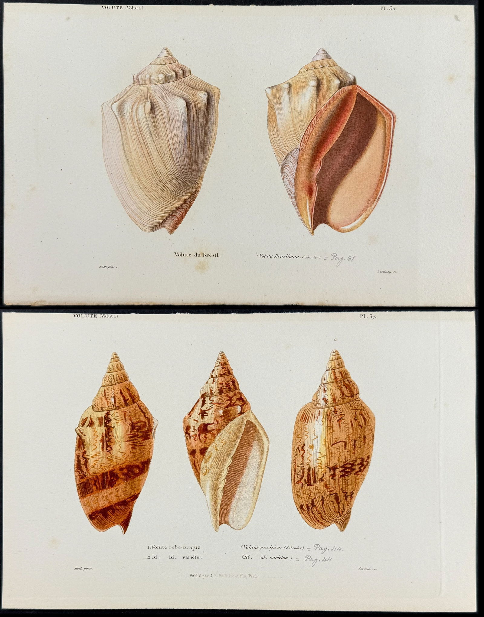 Kiener - 4 Shell Engravings (1 of 5)