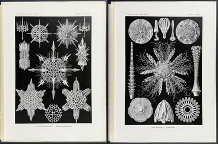 Haeckel - 4 Natural History Prints