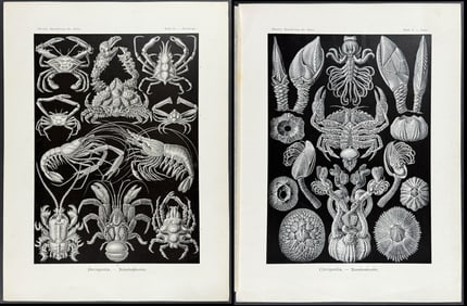 Haeckel - Pair of Natural History Prints