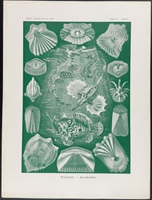 Haeckel - Seahorse, Fish; Teleostei. 87