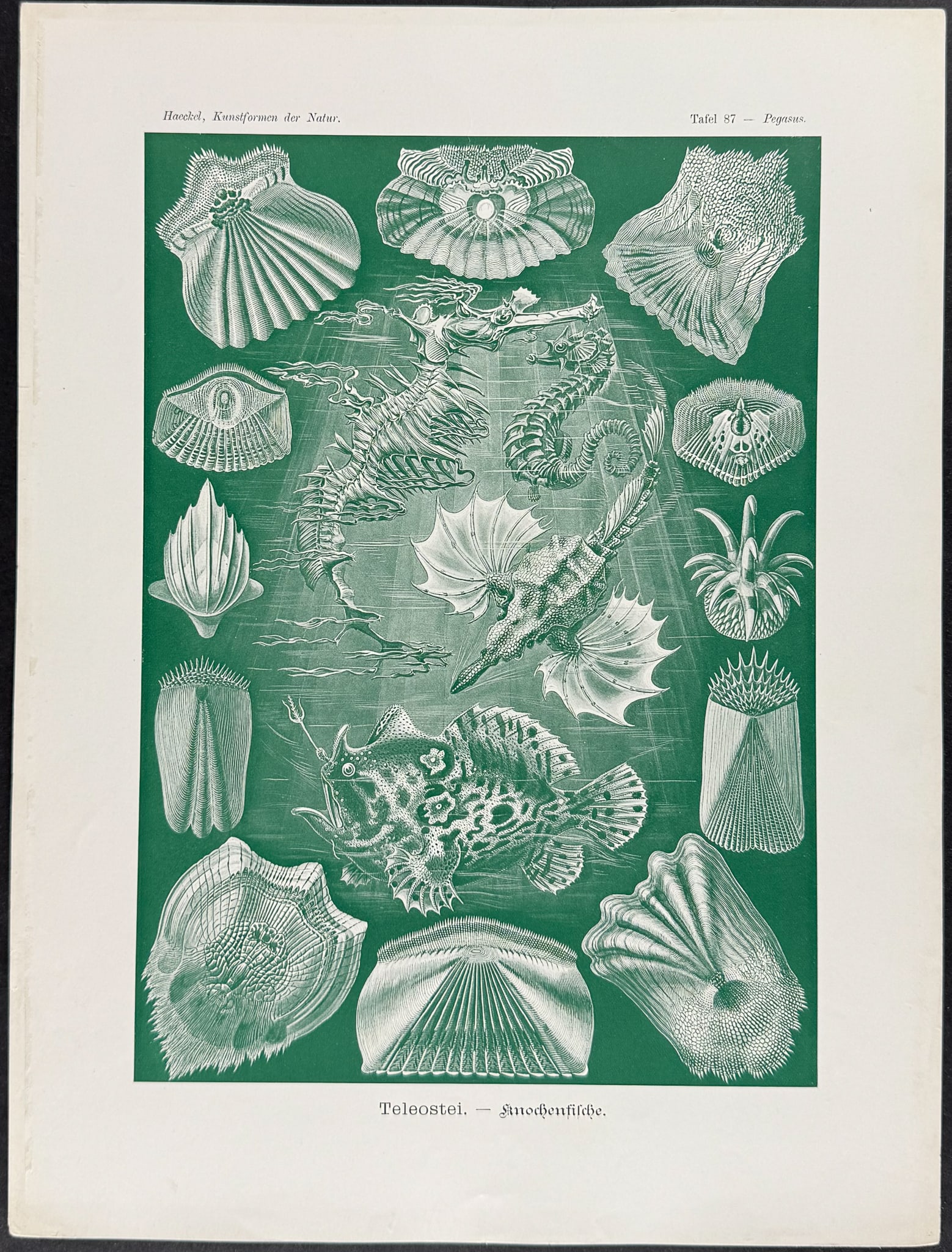 Haeckel - Seahorse, Fish; Teleostei. 87: This exceptional color lithograph is from Ernst Haeckel's work Kunstformen der Natur or Art Forms in Nature. The work was published in Leipzig and Vienna by Verlag des Bibliographischen Instituts in 1