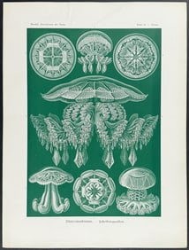 Haeckel - Jellyfish; Discomedusae. 88