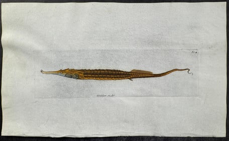 Shaw & Nodder, On Vellum - Biaculeated Pipefish. 714