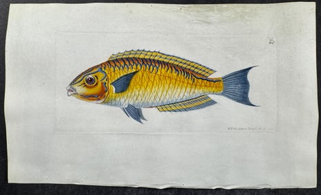Shaw & Nodder, On Vellum - Brasilian Labrus Fish. 762
