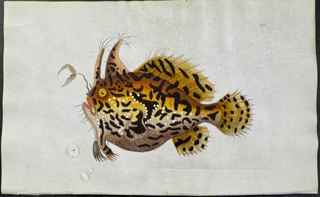 Shaw & Nodder, On Vellum - Angler Fish or Toad Fish. 245