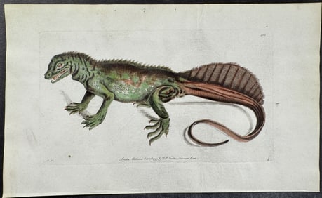 Shaw & Nodder, On Vellum - Amboina Lizard. 403