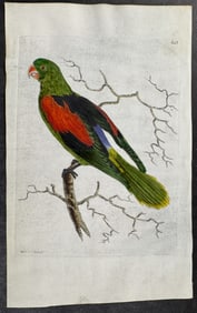 Shaw & Nodder, On Vellum - Black-Backed Parrakeet. 653