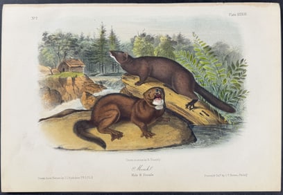 Audubon - Mink. 33